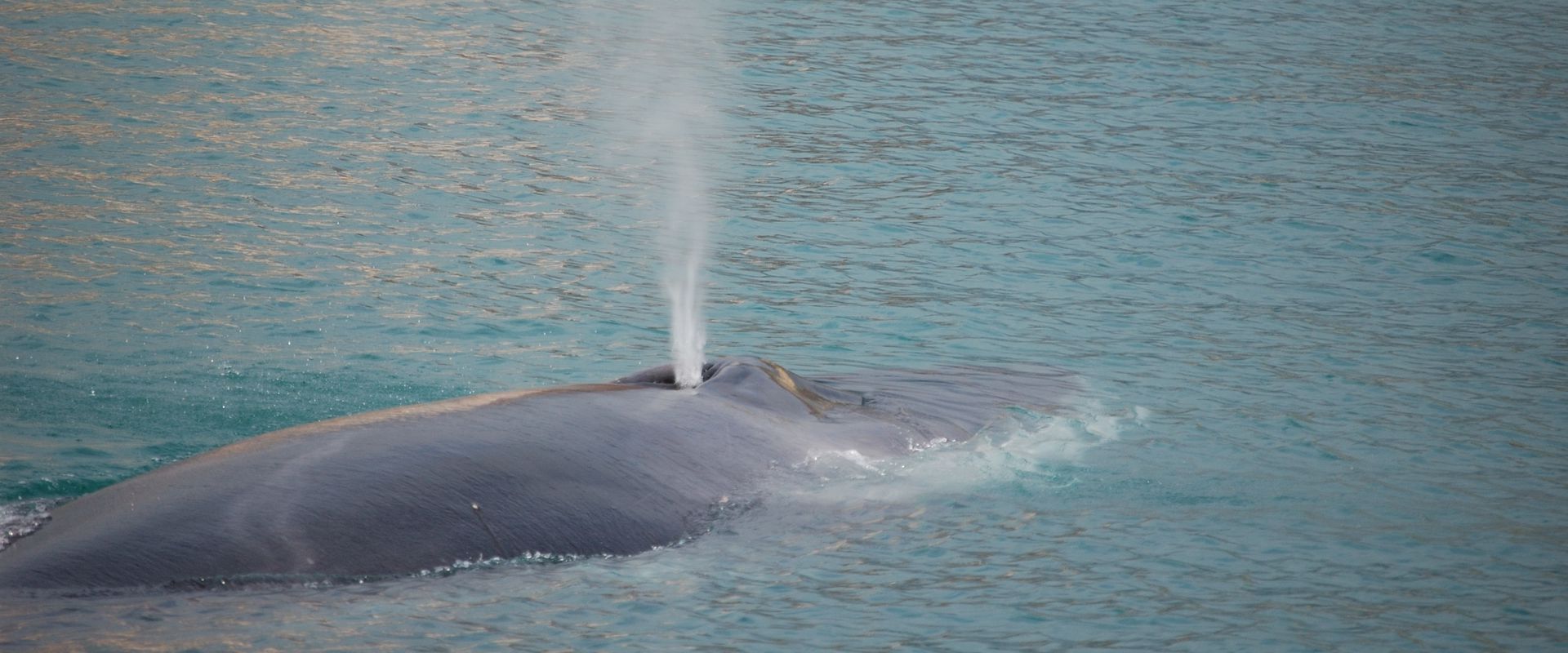 weekend whale watching