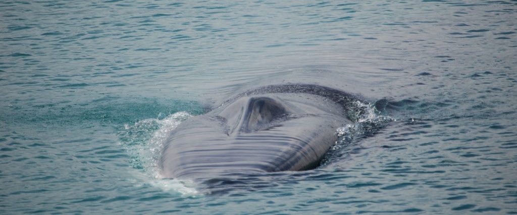 One day on a motor boat to the island of Elba