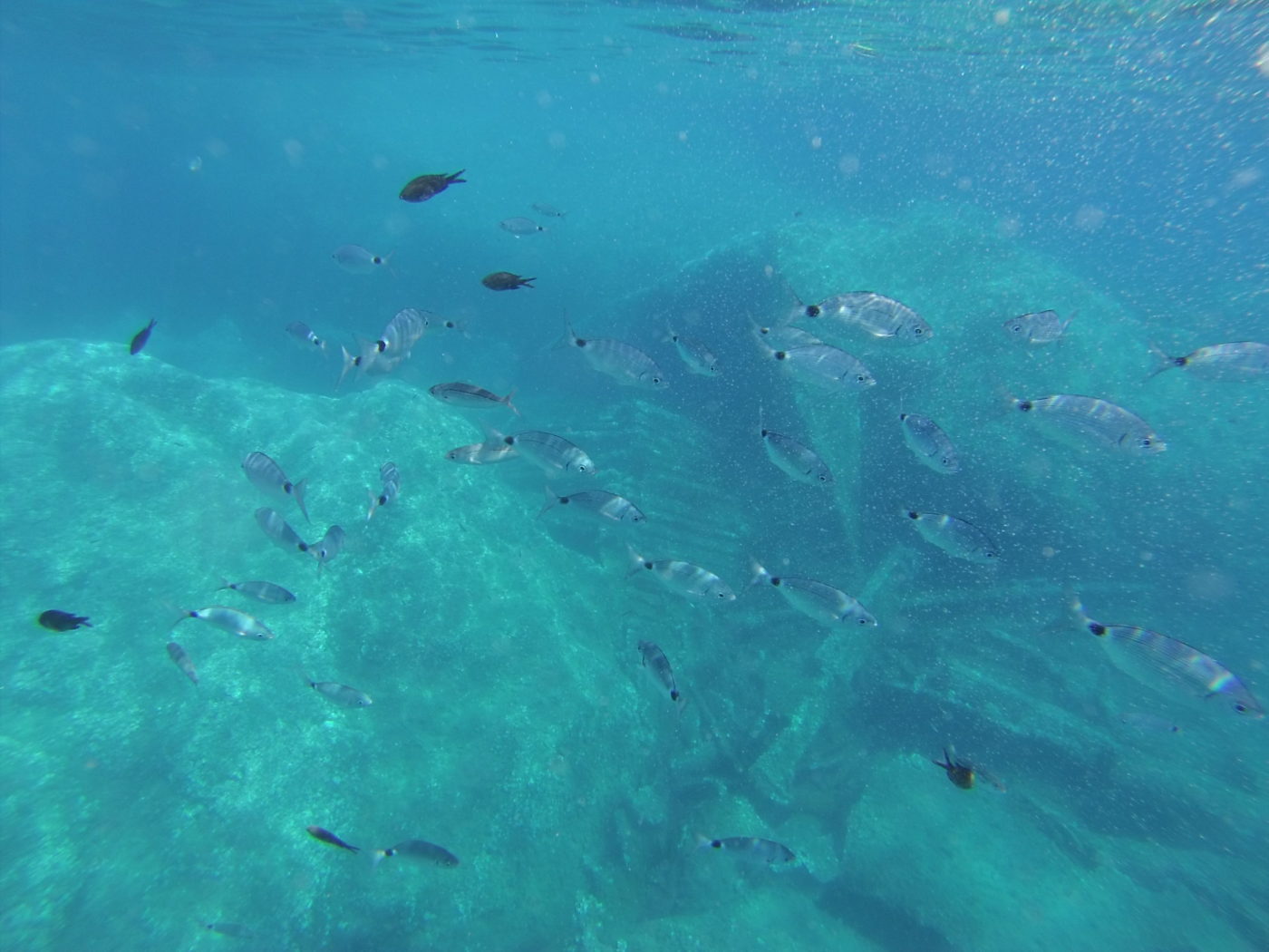 snorkeling all'isola d'Elba